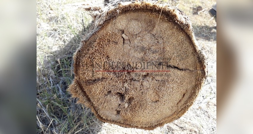 Se está secando el Oasis de San Ignacio por plaga de gusanos