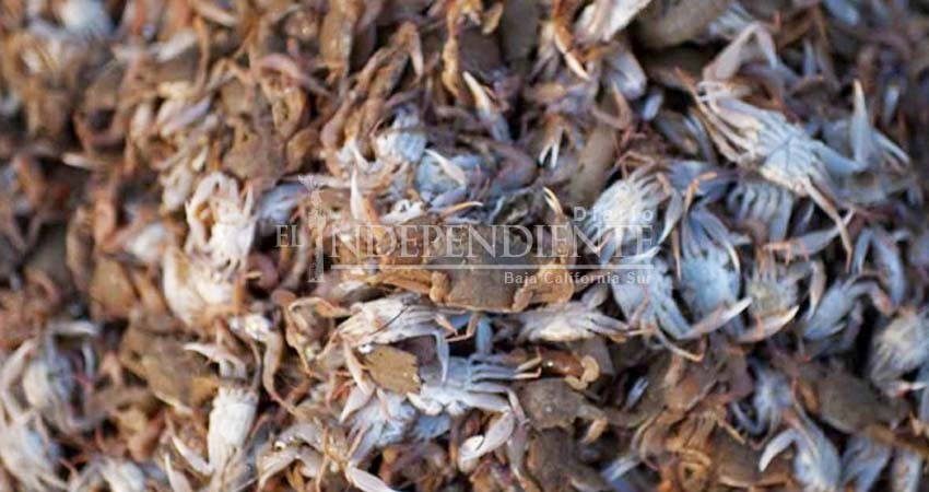 Gobierno de EU gastó millones de dólares en cangrejos y langostas