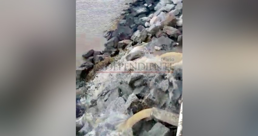 Derraman cientos de litros de agua sucia a la marina de CSL