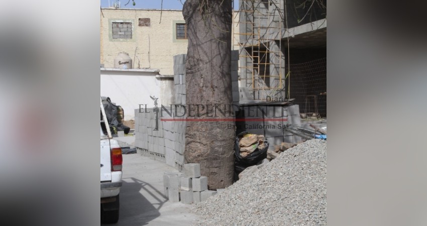 Denuncia ciudadana advierte construcción en centro josefino, seca árbol de Ceiba