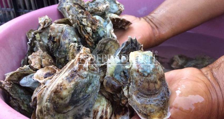 Ostión la cuarta especie de mayor producción en el estado