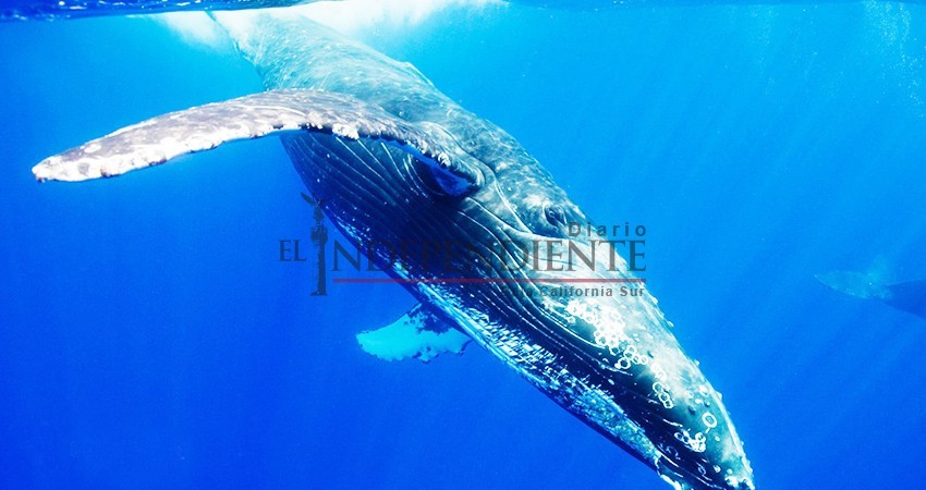 Aditivos para crear plásticos son encontrados en piel de mamíferos marinos: Desplastifícate