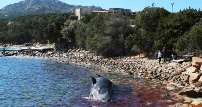 Aparece otra ballena muerta llena de plástico