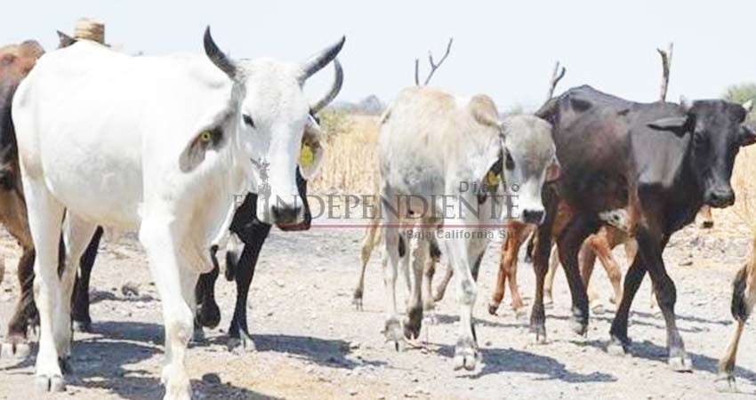 Buscan tipificar como delito grave el abigeato en BCS