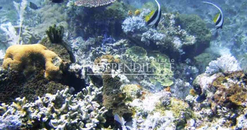 Cambio climático afecta a corales de mayor arrecife del mundo