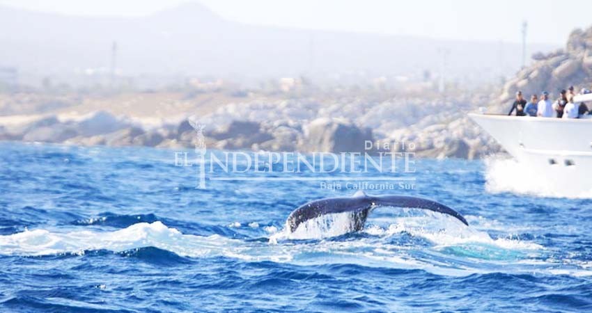 Disminuye 10% avistamiento de ballenas en comparación al 2018