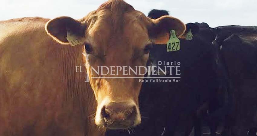 Busca SEPADA garantizar producción ganadera a través de inocuidad