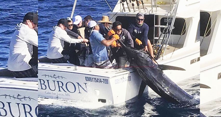 Capturan enorme marlin azul en costas de Los Cabos