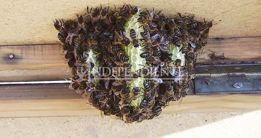 ¡Cuidado! Con la llegada del calor aumenta la presencia de enjambres de abejas