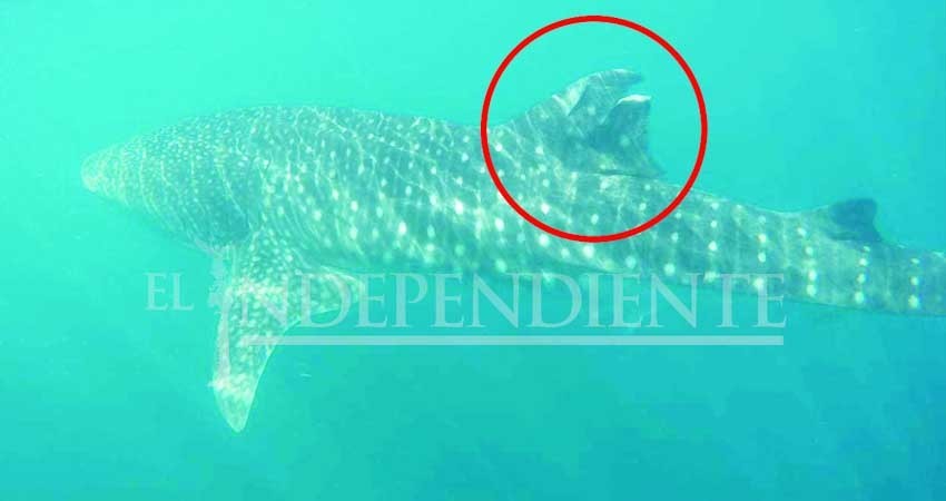 Denuncia PROFEPA a prestador de servicio turístico por herir a Tiburón Ballena en La Paz