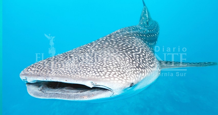 Hasta 200 tiburones ballena se observaron esta temporada en La Paz: Conanp