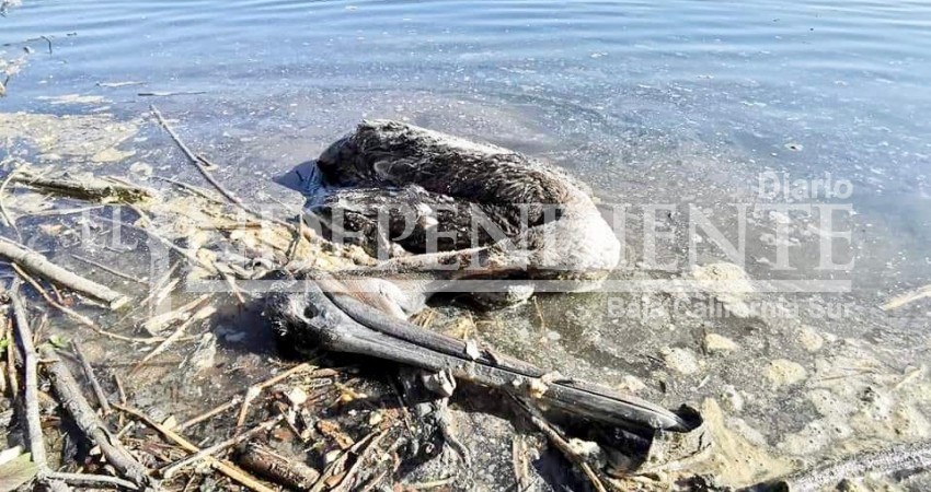 Reportan mortandad de pelícanos en el estero de San José del Cabo