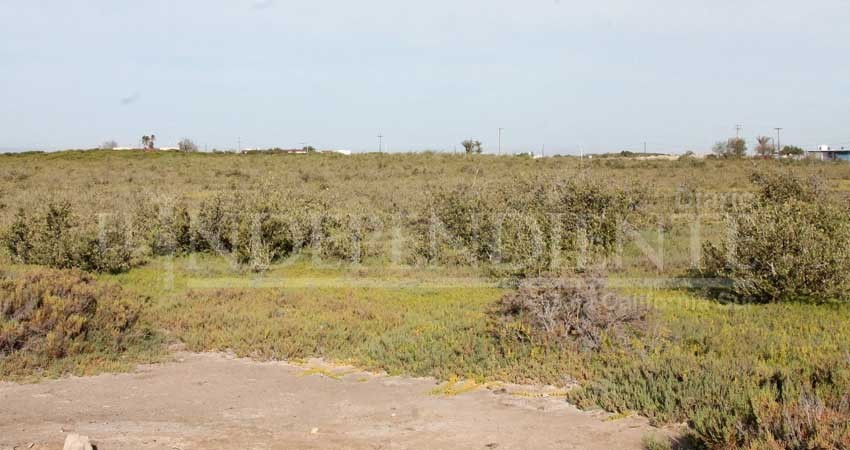 Suspende Profepa trabajos del Ayto La Paz en manglar del Conchalito