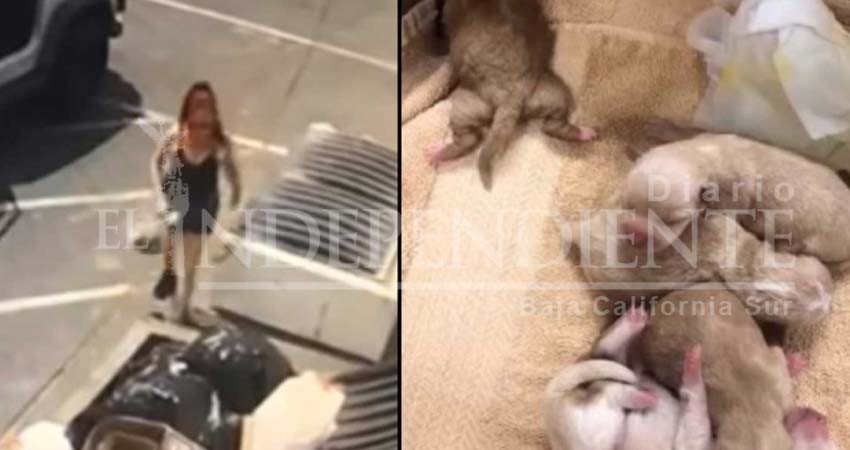 Arrestan a mujer por tirar a la basura a 7 cachorritos