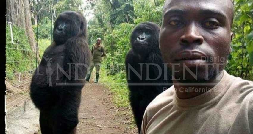 El día en que dos gorilas se irguieron para una selfie