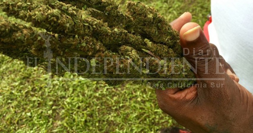 Colectivo “Cultiva tus Derechos” asegura que sí solicitó permisos ante el Ayuntamiento de La Paz