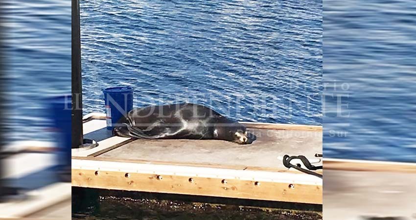 Prestadores de servicios náuticos se organizan para rescatar lobos marinos enmallados