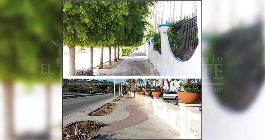 Abren investigación en contra de Hotel Marina por poda clandestina de árboles