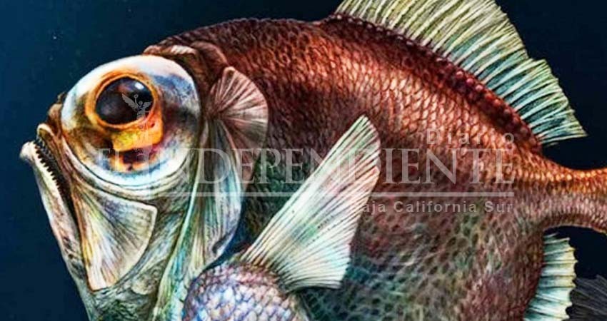 Era mito: peces de bajas profundidades no son ciegos; tienen supervisión