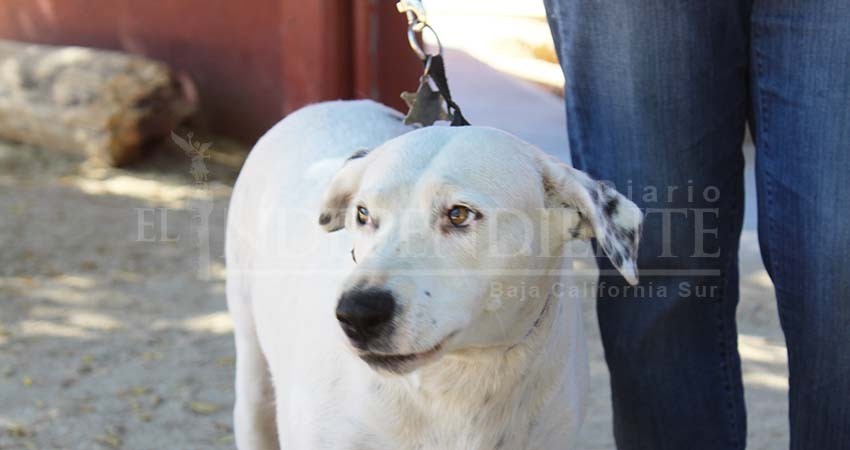 Ayto de Los Cabos analiza propuestas para regular tenencia de animales de compañía