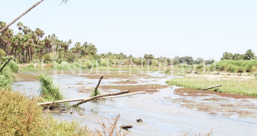 Mexicanos al grito de guerra por el Estero, invita Comité Pro Defensa de Nuestro Patrimonio de BCS