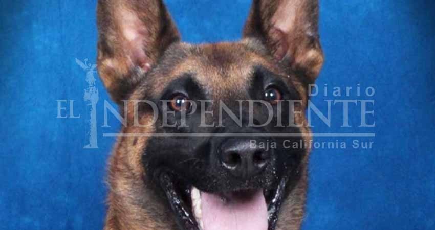 Muere perro policía por golpe de calor en EU