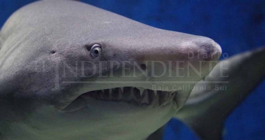 Hombre muere tras brutal ataque de tiburón en Hawaii