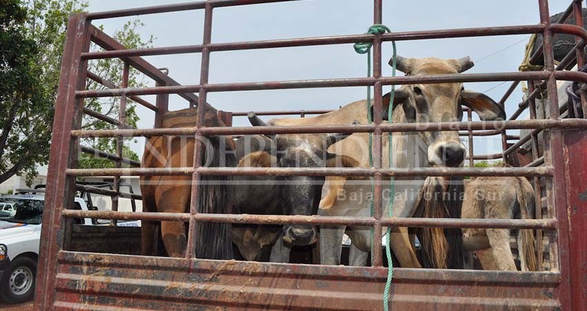 Tras varias legislaturas aprueban reformas para castigar el abigeato en BCS