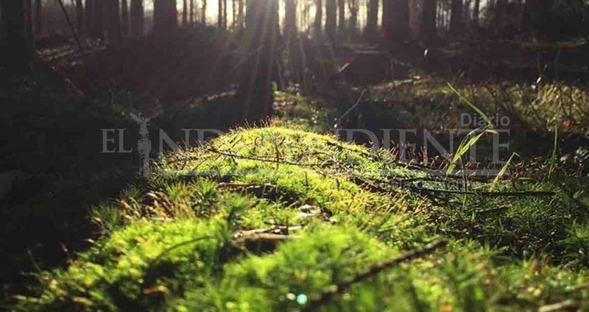 Filipinas obliga a estudiantes a plantar árboles para graduarse