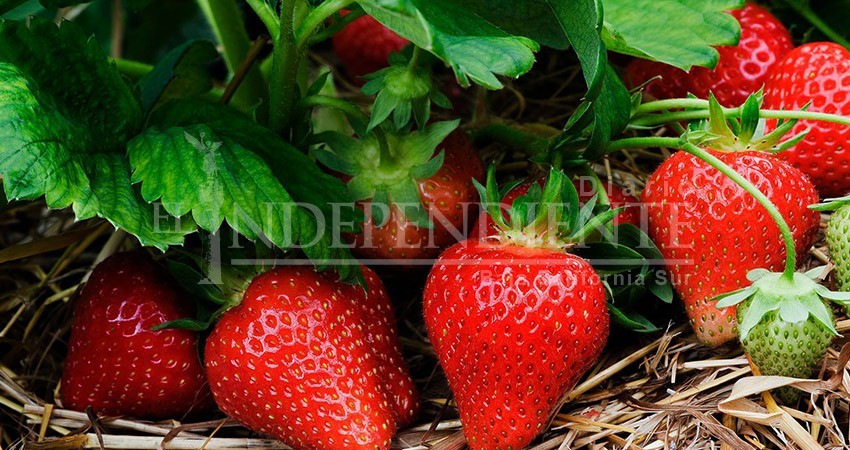 Afectará BCS represalia comercial EEUU vs México, advierte el Gobernador Mendoza