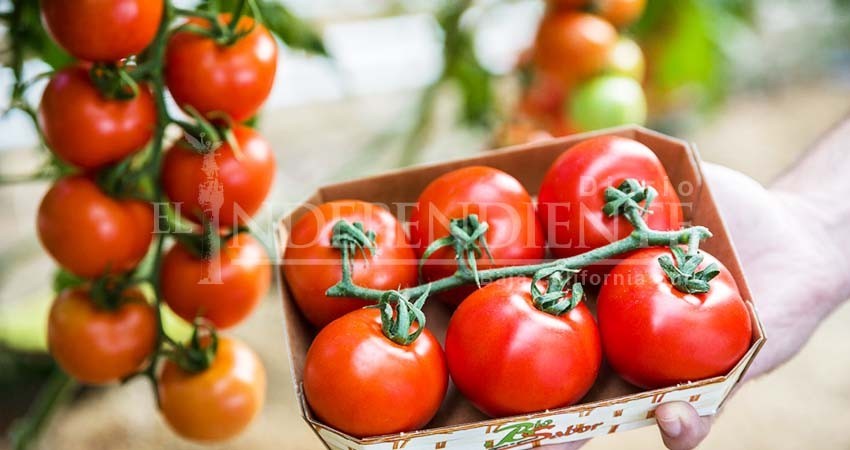 Productores locales, sin estrategia contra aranceles “trumpistas”: Canaco