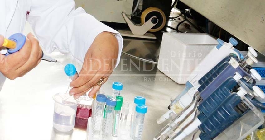 MSC-1, el fármaco que evita la metástasis y reduce tumores