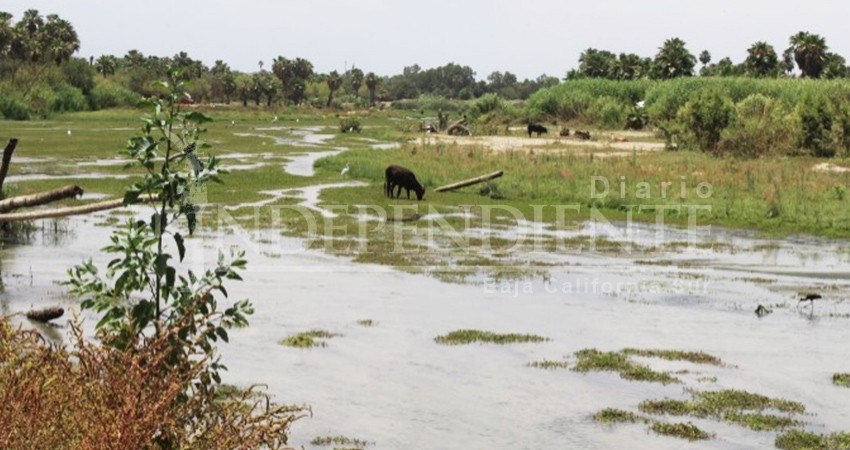 10 acciones inmediatas proponen regidores para rescatar el Estero de San José