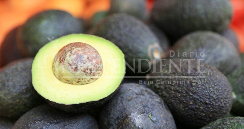 Se dispara el precio del aguacate en La Paz; hasta en 120 pesos el kilo