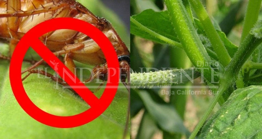 5 plantas que alejan a las cucarachas de tu casa