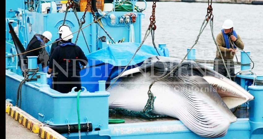 Reanuda Japón caza de ballenas tras más de 30 años