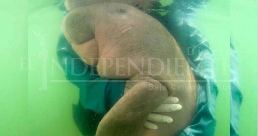 Mariam, la dugongo huérfana que enamoró al mundo entero