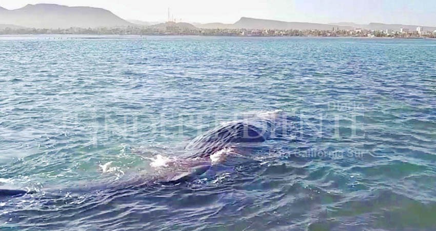 Rescatan a un cachalote varado Mogote de La Paz