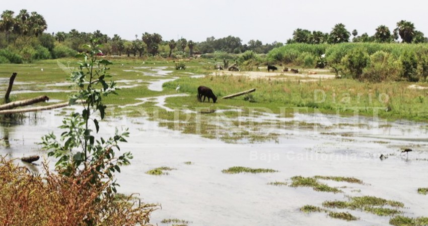 ONG’s proponen lista de acciones prioritarias al Consejo Asesor del Estero de SJC