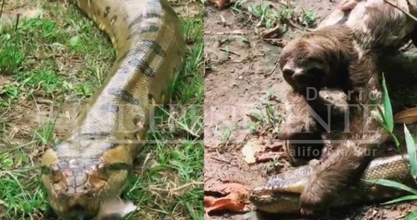 Perezoso aplasta a anaconda; mira AQUÍ qué pasó después