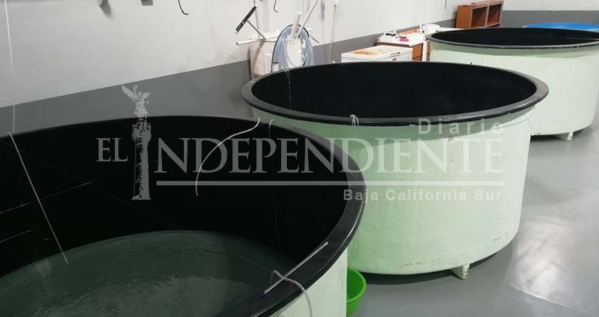 Diputado exige que SEPADA elabore reglamento de pesca estatal; Secretaria responde