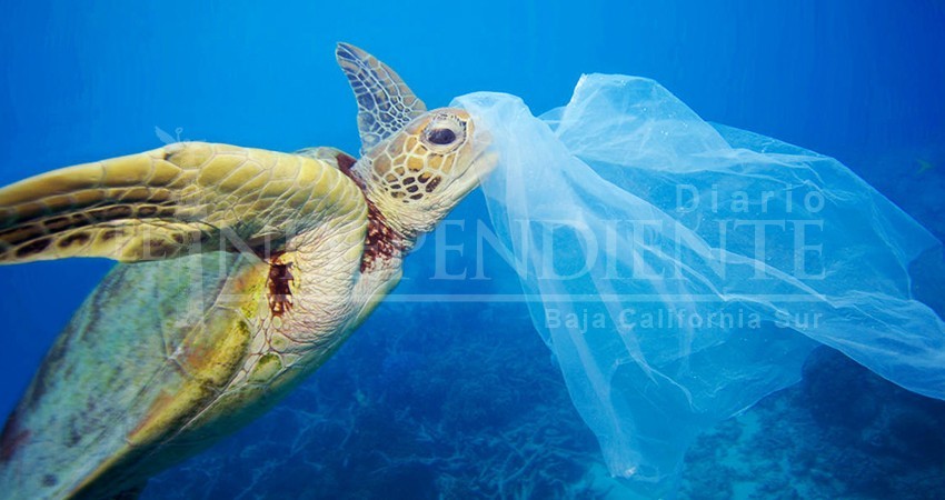 Este 16 de agosto entra en vigor ley antiplásticos en BCS