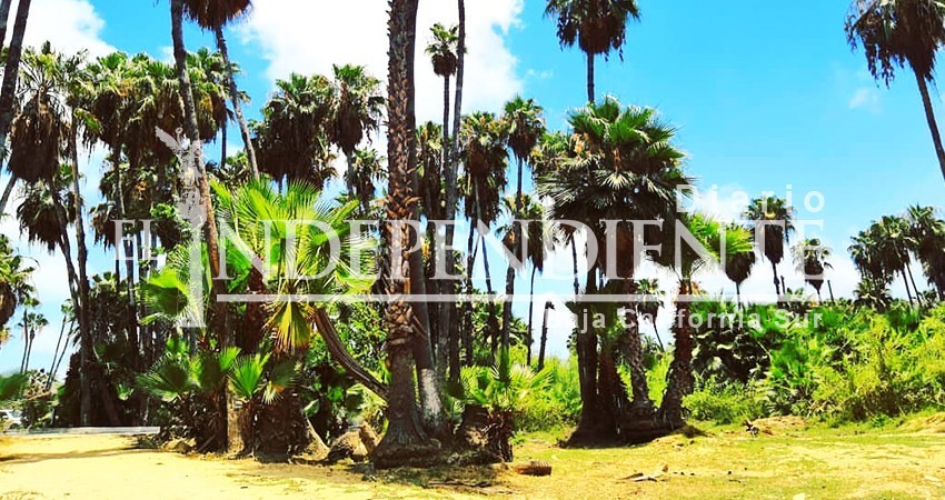 MODEM y sociedad organizada envían propuestas a AMLO para rescatar el Estero