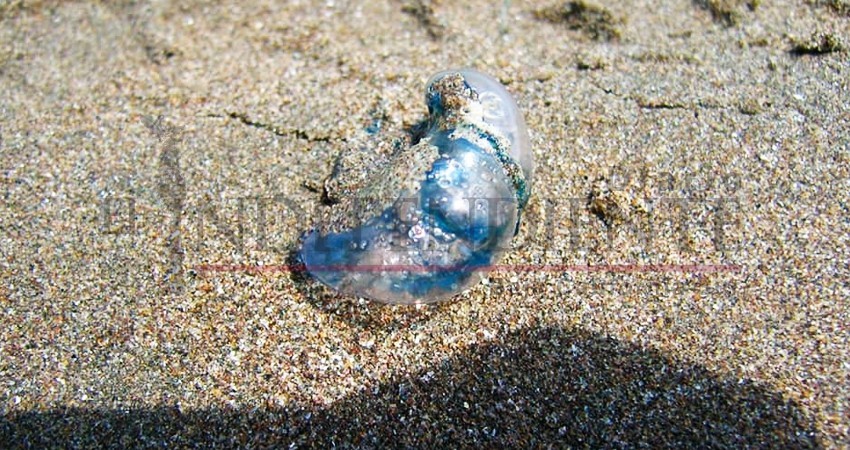 Al menos 20 casos de bañistas afectados por “aguamalas” en playas de Los Cabos