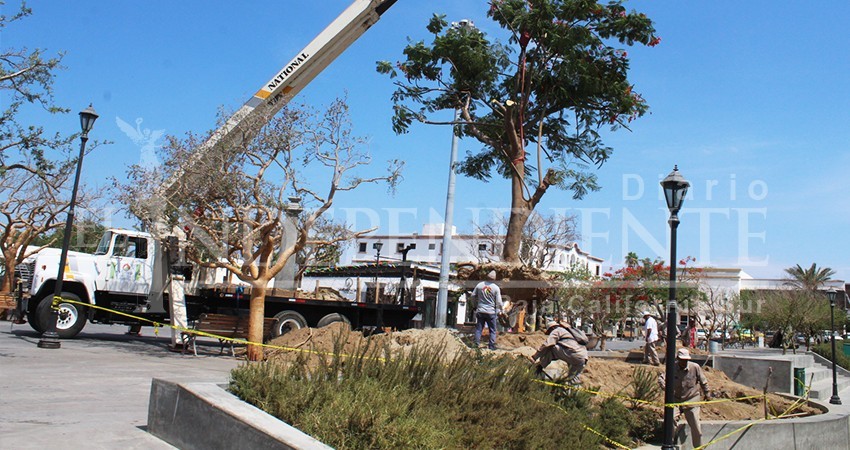 Colocan tabachin en lugar del ficus que tenía 60 años en la Plaza Mijares