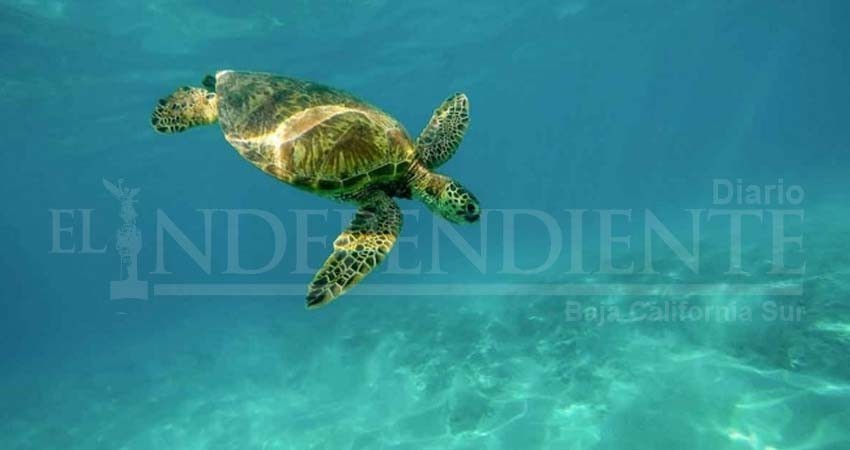 Tortugas comen plástico que confunden con algas marinas