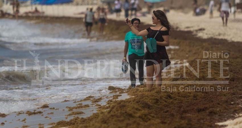 Sargazo no contamina aguas ni daña al ser humano: Semar