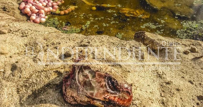 Indigna hallazgo de tortuga destazada frente al Estero de SJC