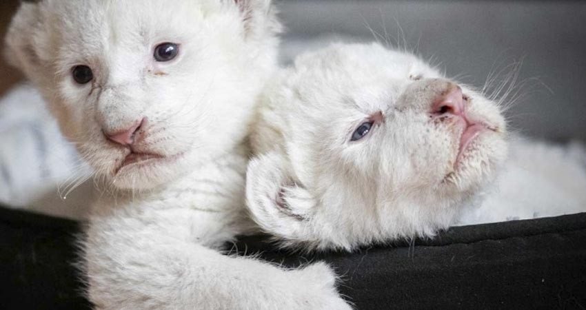 ¡Hermosos! Nacen dos cachorros de león blanco en Francia