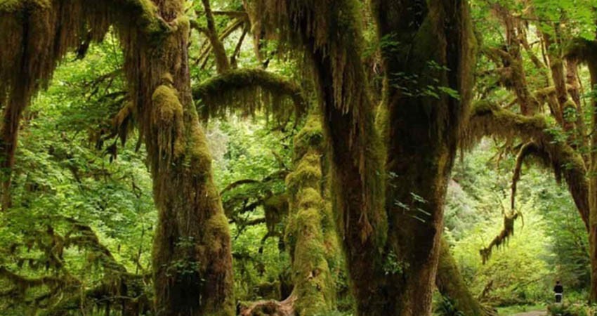 ¡Castigo histórico! Por ecocidio deben plantar 3 mil árboles en Chiapas